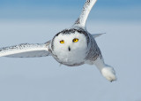 snowy owl 15.jpg