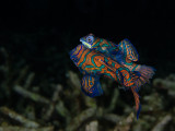 Mandarinfish Mating.jpg