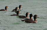 New Zealand Scaup PSLR-4912.jpg