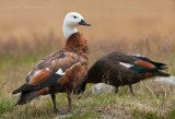 Paradise Shelduck - Paradijscasarca PSLR-5330.jpg