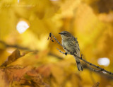 Setophaga coronata - Myrtle warbler - Mirtezanger PS DSC_1337.jpg