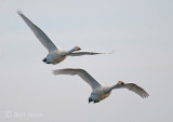 Wilde zwaan - Whooper Swan PSLR-0614.jpg