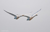 Wilde zwaan - Whooper Swan PSLR-0613.jpg