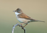 Sylvia Communis - Common Whitethroat - grasmus PSLR 0849.jpg