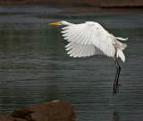 Ardea egretta - Great Egret - Grote zilverreiger PSLR-7175.jpg