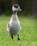 Egyptian Goose - Alopochen aegyptiaca KPSLR-1374.jpg