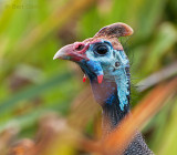 Helmeted Guineafowl - Numida meleagris PSLR1353.jpg