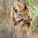 Black-backed Jackal - Canis mesomelas LR-2150