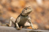 Southern Rock Agama -  Agama atra PSLR-1858.jpg