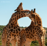 Giraffe - Giraffa PSLR-2371.jpg