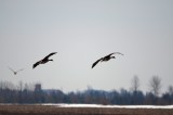 Canada and Snow Geese - 2013