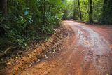 Travelling through Cape York rainforest