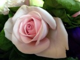 Pastel Rose