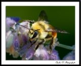 Another Bee...