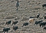 Nepal sheepherd