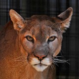 Folsom Zoo Sanctuary - CA