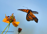 Monarch In Flight