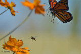 Fly Butterfly!