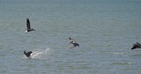 Four Pelicans Fishing