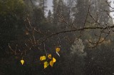 Gold Leaves In the Rain