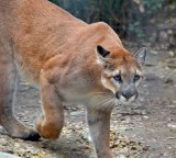 Cougar Walk