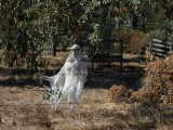 Ghostly Trees