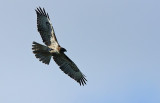 Hawk In Flight