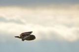 Short-eared Owl Wings Down
