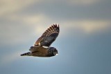 Short-eared Owl Flying By