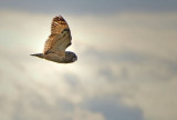 Short-eared Owl Wings Up