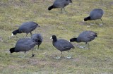 American Coots