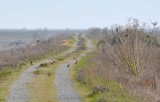 Trail with Meadowlarks