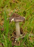 Tall Mushroom