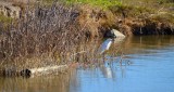 Snowy Egret on a Pipe