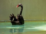 Feathery Black Swan