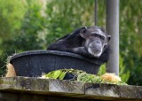 A Barrel of Monkey. . . Okay, A Bucket of Chimp