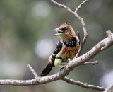 Crested Barbet