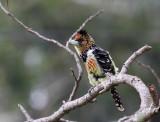 Crested Barbet