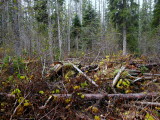 SOMETIMES THE DEADFALL MAKES IT HARD TO WALK.JPG