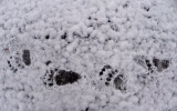 GRIZZLY TRACK SERIES.jpg