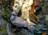 YOUNG GULL  FROM ABOVE.JPG