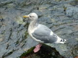 GLAUCOUS-WINGED  GULL.JPG