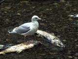 3RD YEAR GLAUCOUS-WINGED? .JPG