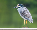 Night Heron