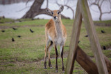 Bayou Animal Park