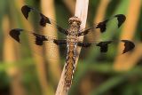 Common Whitetail - Female