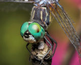 Blue Dasher Posing