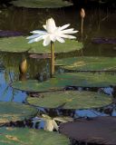 Lily Reflects
