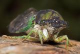 Colorful Cicada