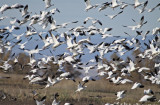 Mostly Ross Geese